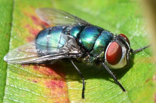 Réf. 313 078 : Chrysomya albiceps